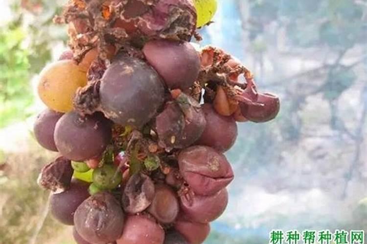夏黑葡萄施肥技术