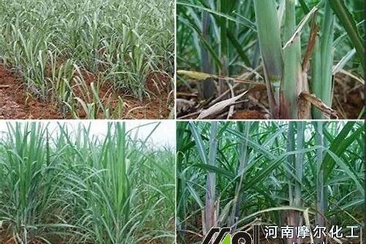 种植甘蔗用什么肥料最好
