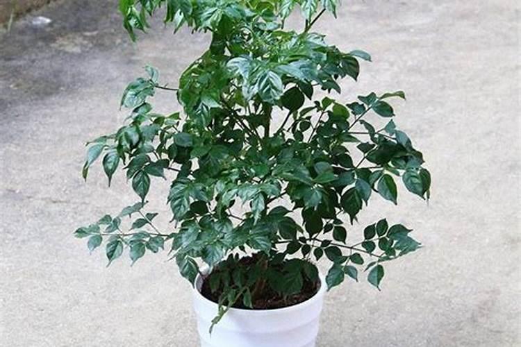 如何让幸福树树干发芽,施加氮肥并注射激活液