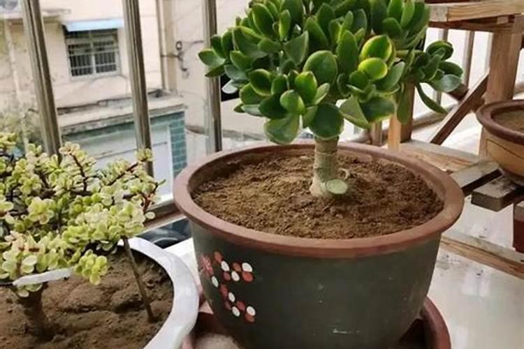 多肉植物能喷磷钾肥吗