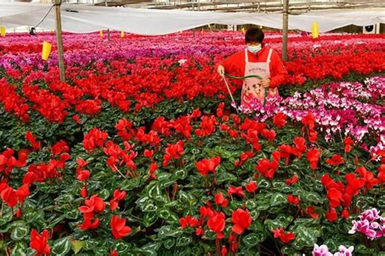 花卉市场上花卉专用肥是什么？