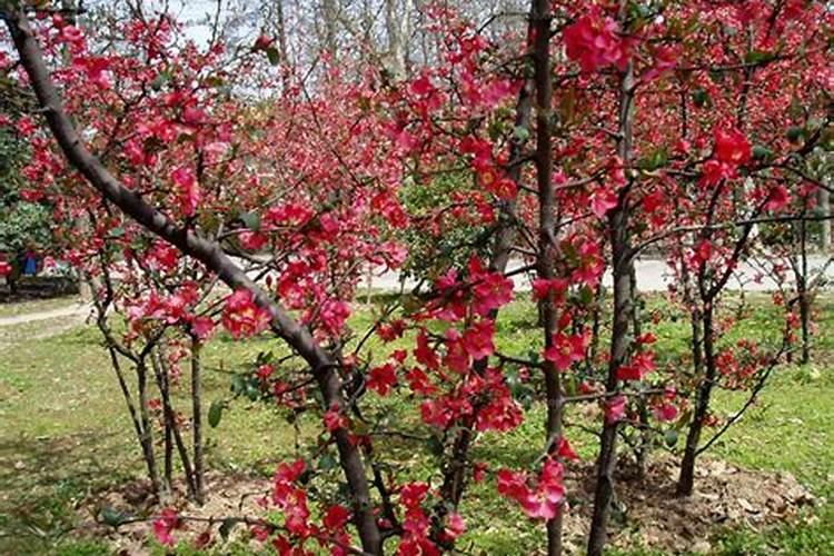 大樱桃果实膨大期施什么冲施肥