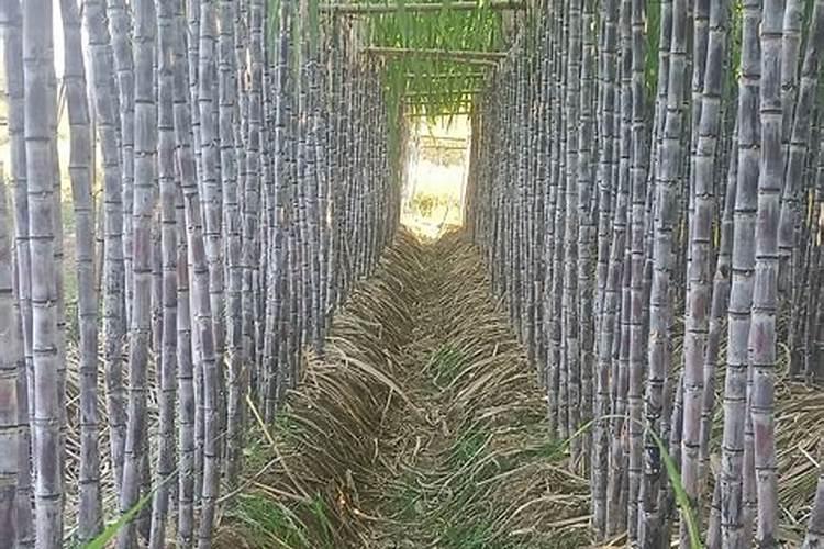 佩兰诗海生素精品护肤套盒怎么样