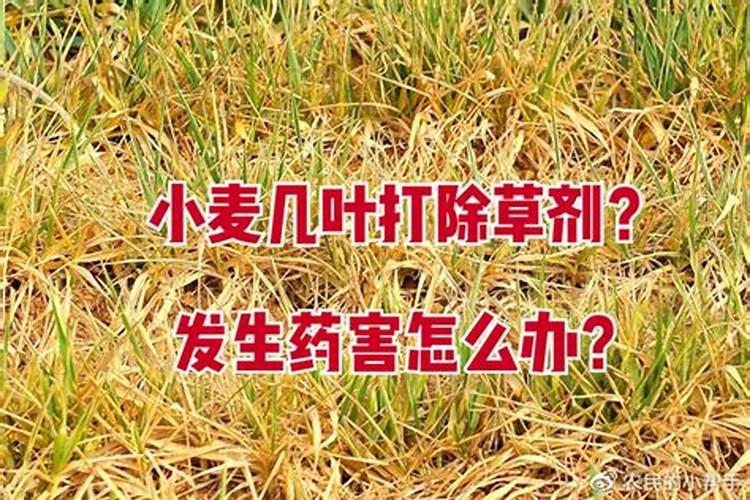 青菜变黄了还能吃吗