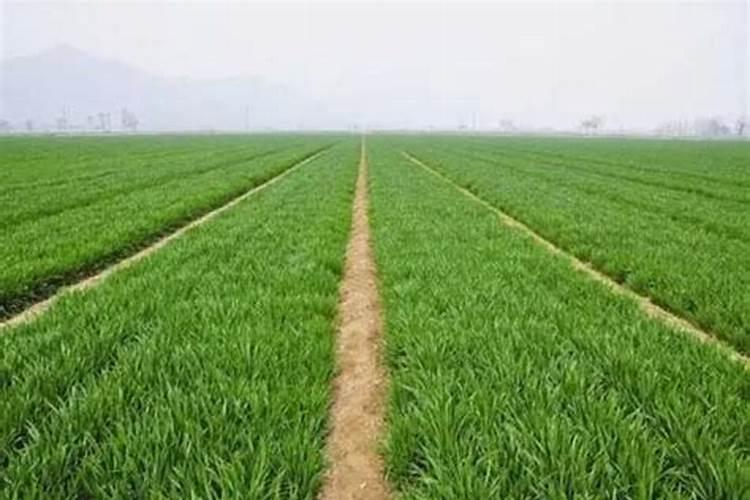 种冬小麦如何施底肥