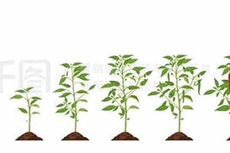 安阳全丰生物科技有限公司怎么样？