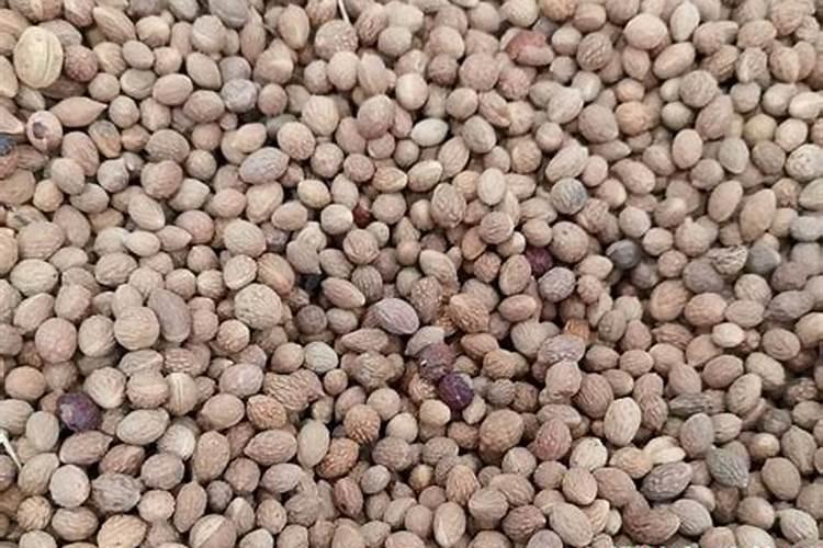 长寿花的叶子怎样才能养的跟手掌一样大？