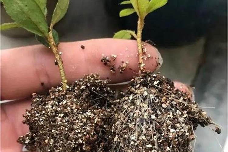 高产油茶的种植方法