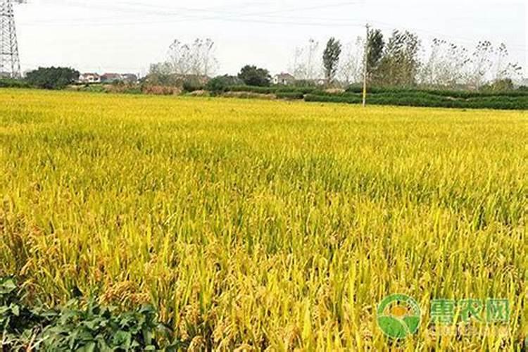 花椒用什么肥料好？