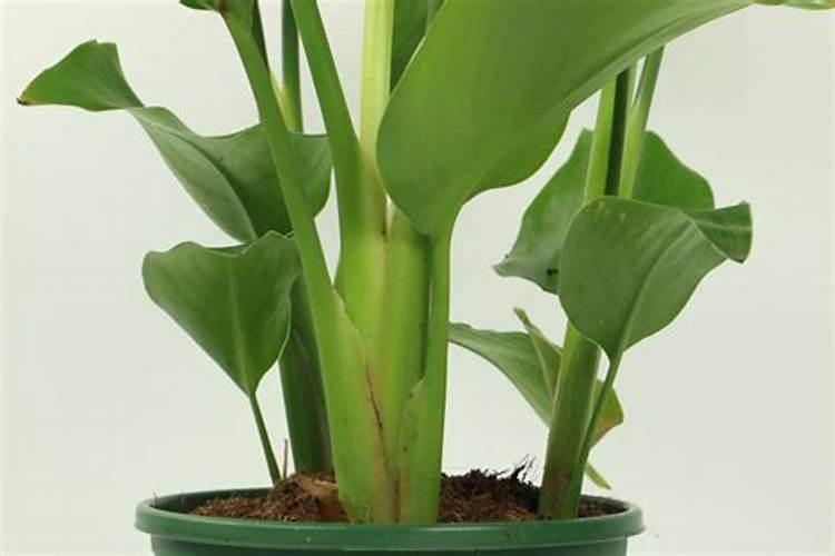 天堂鸟室内盆栽怎么养