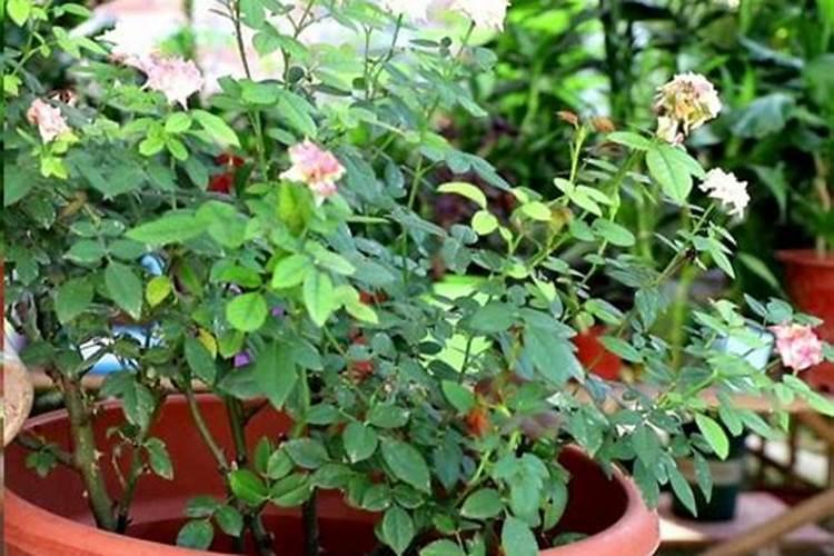 茶花有花苞怎么样施肥