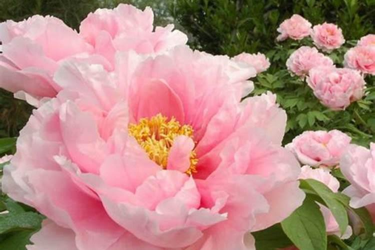 牡丹花能直接喷施叶面肥吗