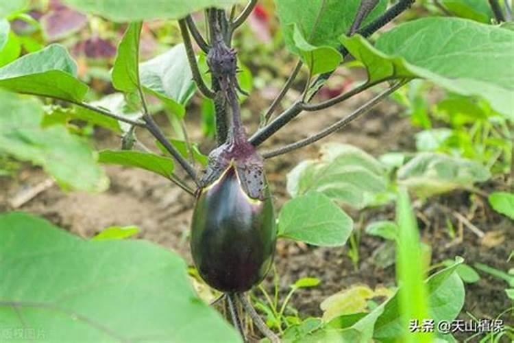 黄瓜黄叶是什么原因 治疗叶发黄简易方法