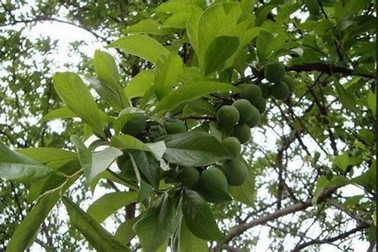 李子树怎么施肥？你整对了吗