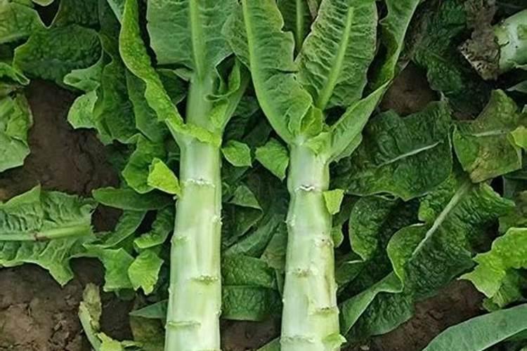 适合山东种植的高产花生品种有哪些