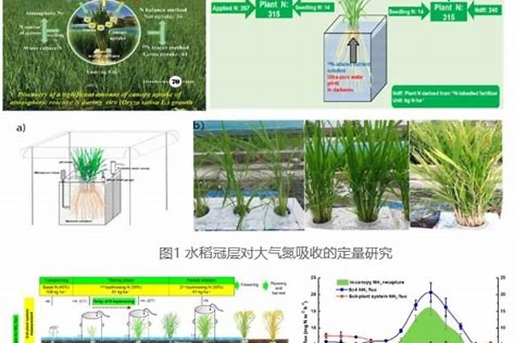 农田固氮植物的作用有哪些