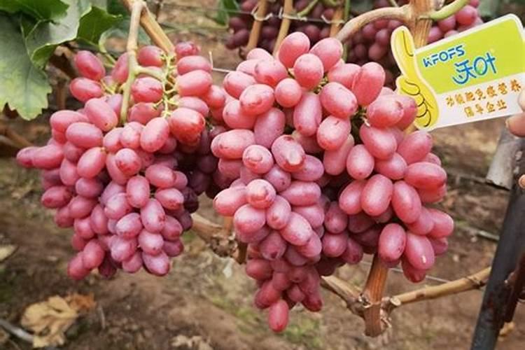 1斤水溶肥兑多少水