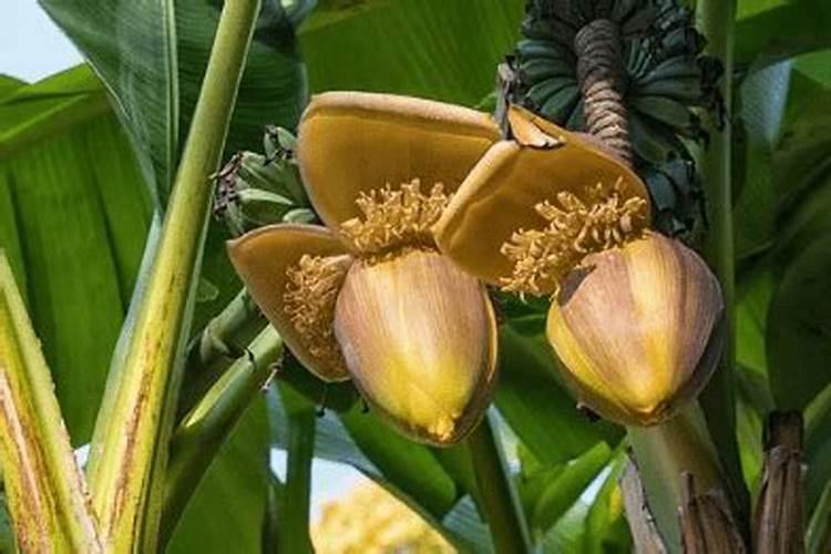 草木灰是什么啊,最好具体一点,是木头烧过