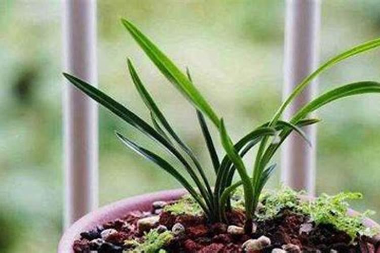 兰花换盆后多久可以施肥