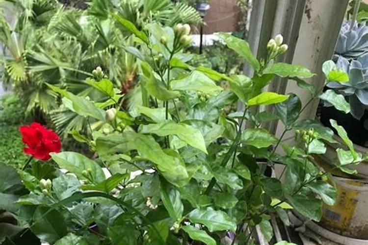 紫芸藤几天浇一次水