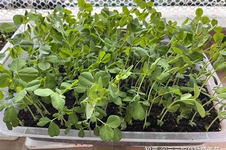 种豌豆尖用什么肥料