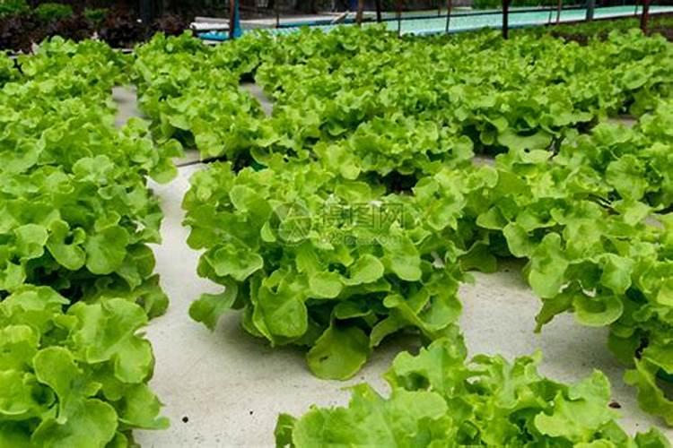 大豆磷脂就是卵磷脂吗 卵磷脂和大豆卵磷脂有什么区别