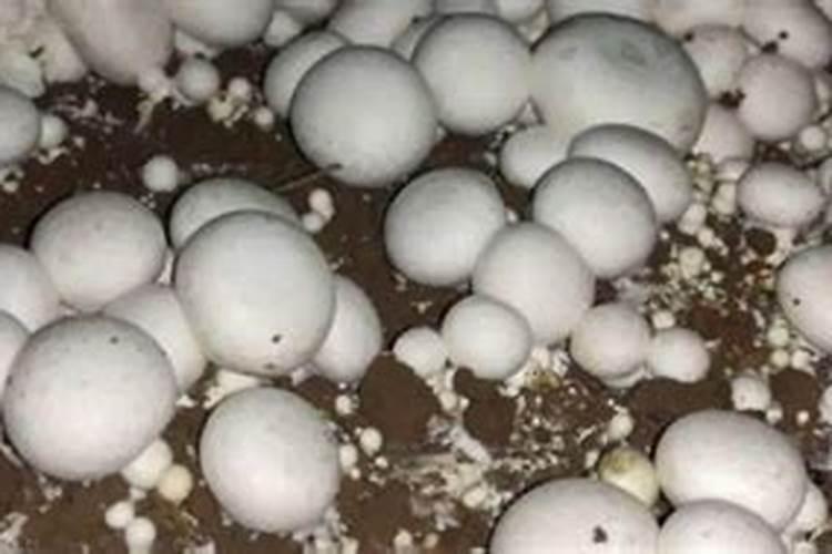 求一袋复合肥出厂成本多少钱？越详细越好,谢谢