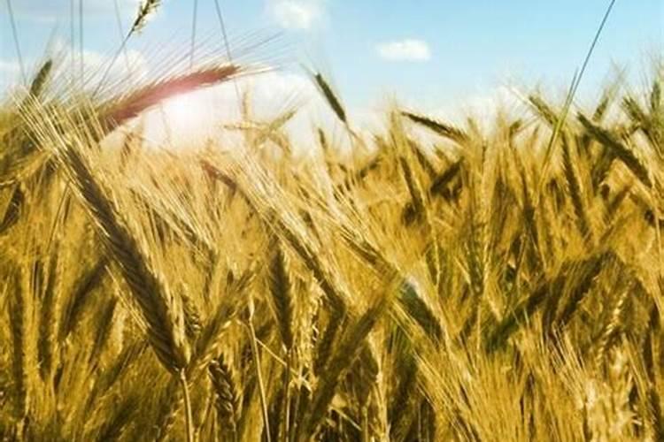 怎样自制磷肥和钾肥