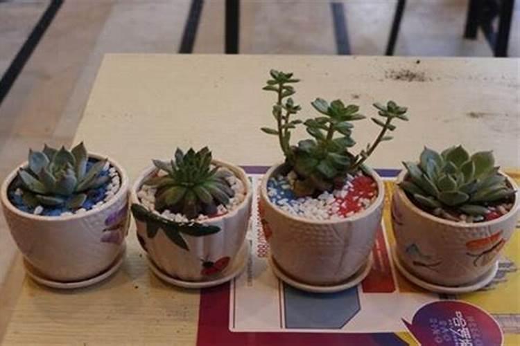 牛粪有机肥种多肉好吗