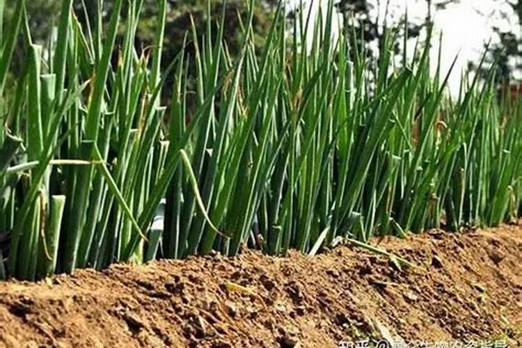 品味52的绿化甲一吨价格表