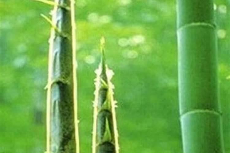 春笋种植技巧