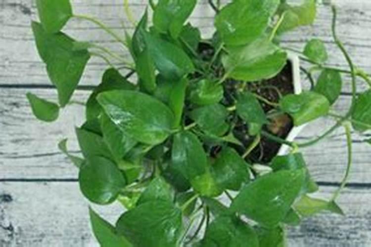 盆栽百合花的叶子可以喷水吗