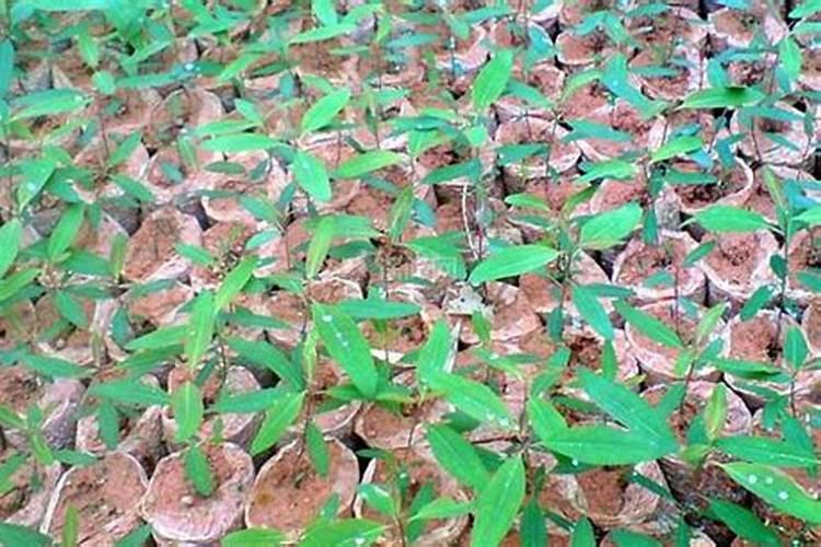 桉树用什么肥料最合适