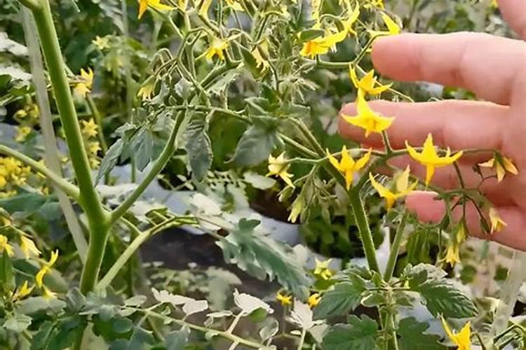 西红柿开花期如何浇水施肥