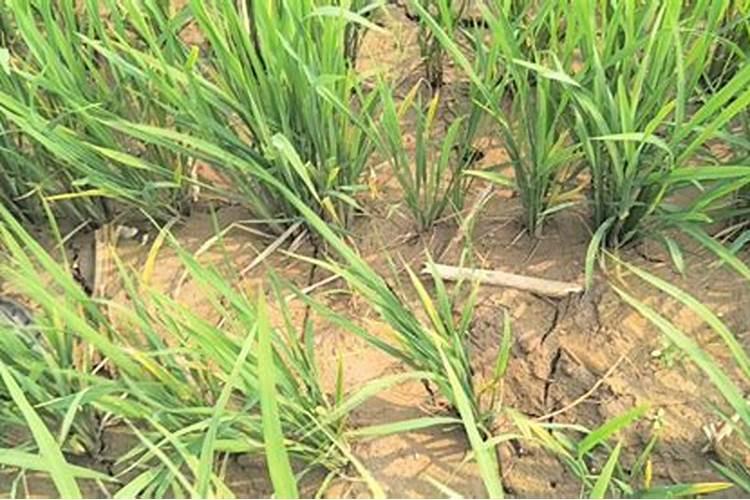 水稻底肥什么时间施肥