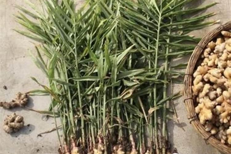 生姜怎么种植方法是什么 生姜的施肥时间