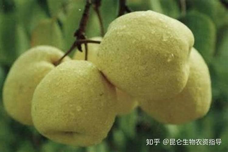 梨树施肥的最佳时间