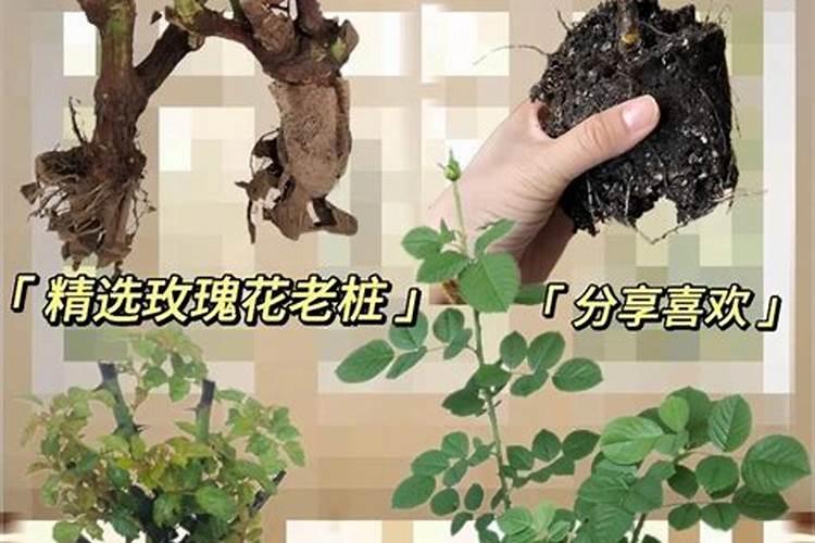 玫瑰花树施的氮肥是什么名称？