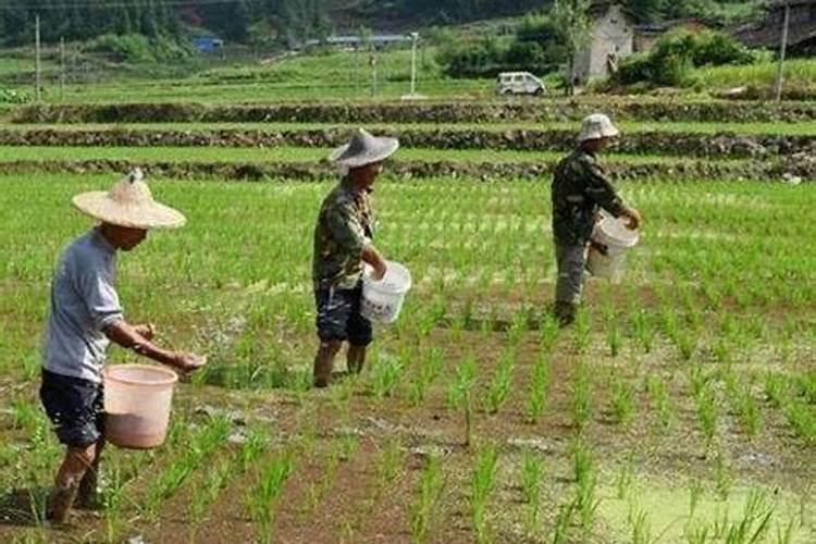 镁肥的作用与功效