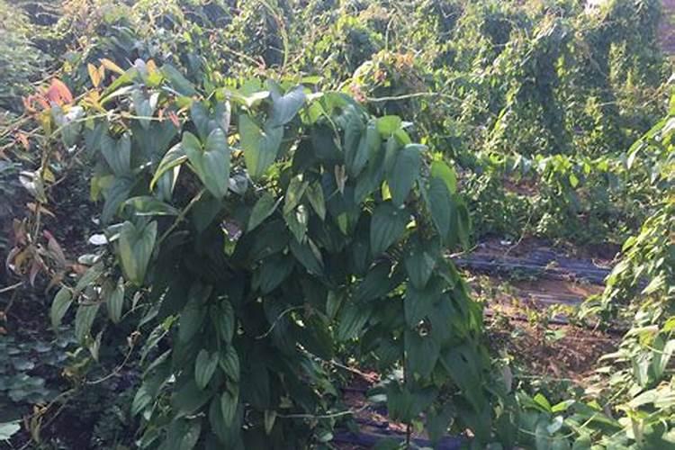 水溶肥厂家,你还不知道它？