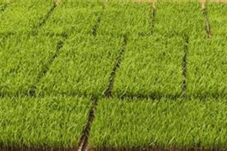 水稻钾肥什么时候施