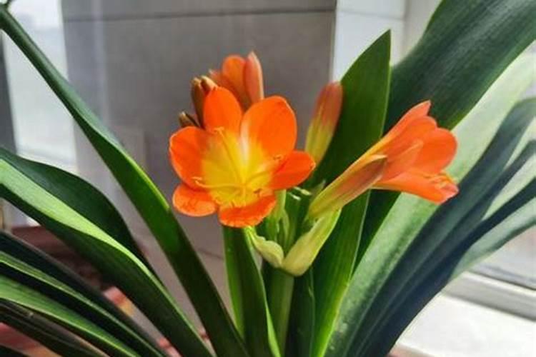 肥肉,瘦肉,五花肉,有什么区别？