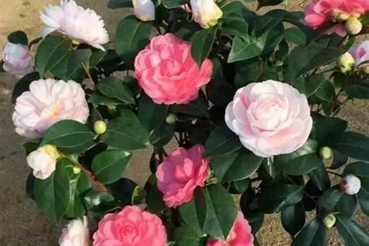 茶花施什么肥较好