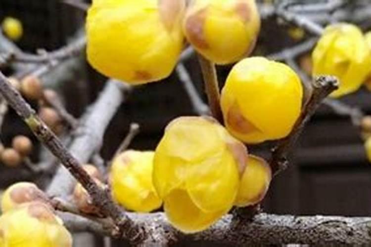 蔬菜叶面肥的叶面肥的使用