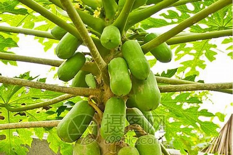 番木瓜营养生长期和结果期在土肥水管理方面主要区别在哪？