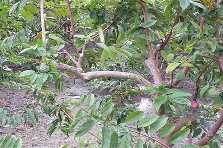 广西释迦果树种植方法