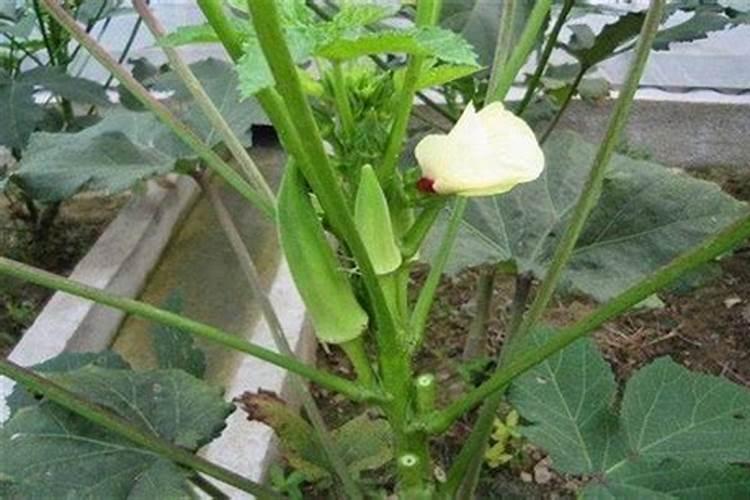 秋葵施肥时间及方法
