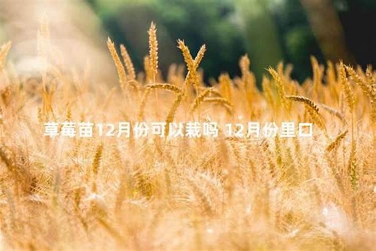 草莓树种植