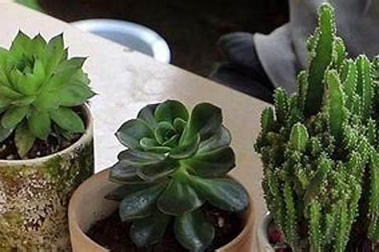 茶花在开花期间如何浇水施肥