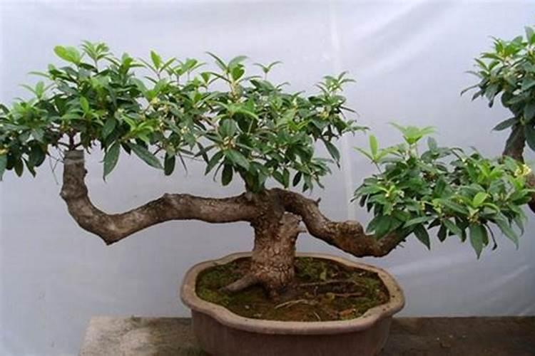 四季桂花用什么肥料最好  四季桂开花时能施肥吗